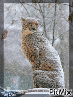 Snow Leopard анимированный гифка