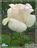 rosa branca animuotas GIF