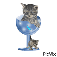 gatto - Besplatni animirani GIF