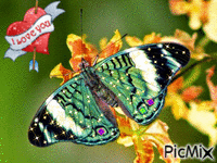 Mi mariposa... - Bezmaksas animēts GIF