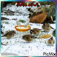 Oiseaux se nourissant l'Hiver GIF animé