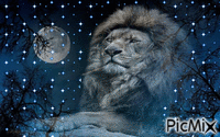lion - GIF animasi gratis