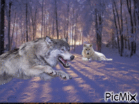 Loup - 無料のアニメーション GIF