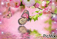 farfalle - Gratis animerad GIF