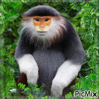 Monkeys- - GIF animé gratuit