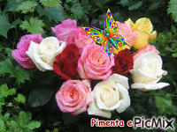 PIMENTA E AMOR - 無料のアニメーション GIF