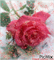 rózsa - Gratis geanimeerde GIF