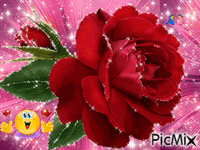 Rosa rossa - Gratis geanimeerde GIF