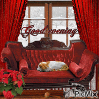 Good evening cats - Free animated GIF