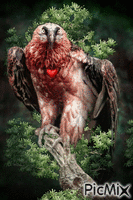 vultur - GIF animasi gratis