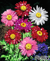 kvety GIF animado