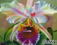 Orchidee  d amour - GIF animado gratis