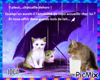 Il pleut chat caille GIF animata
