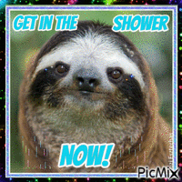 Get in the Shower Sloth - GIF animé gratuit