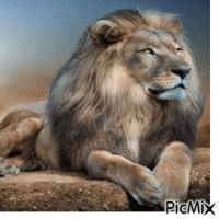 Lion GIF animé