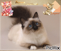 joli chat geanimeerde GIF