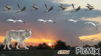 Evening - Bezmaksas animēts GIF