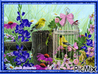Pássaro na gaiola - Gratis animeret GIF