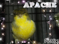 APACHE - Free animated GIF
