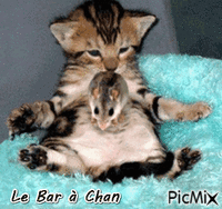 chat Animiertes GIF