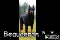 Beauceron *_* - 免费动画 GIF