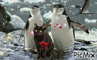 pinguinos - GIF animé gratuit