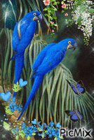 Los pajaros azules. animovaný GIF