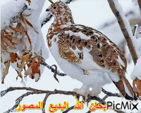 ياقوت - GIF animado gratis