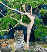 tigr - GIF animado gratis