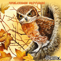 autumn owl GIF animata