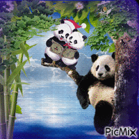 Panda sous les tropiques