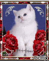 White cat. - GIF animé gratuit