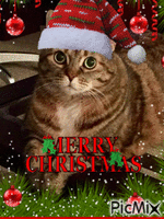 CHRISTMAS MISS SCRIBBLES - Free animated GIF