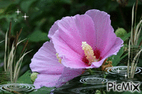 panda love pink - Bezmaksas animēts GIF