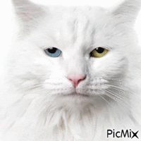 kot cat - Darmowy animowany GIF