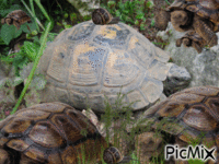 la tortue du jardin GIF animé