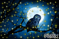 Midnight Owl - GIF animasi gratis