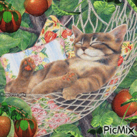cat nap - Бесплатный анимированный гифка