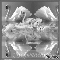 Schwanensee - GIF เคลื่อนไหวฟรี