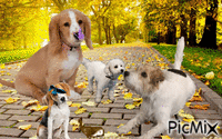 Dog family - GIF animé gratuit