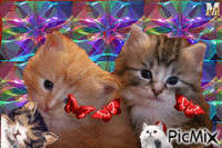 pisici - 無料のアニメーション GIF
