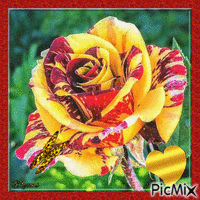 belle rose animeret GIF
