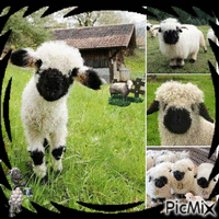**** LES PETITS MOUTONS...!!!! **** Animated GIF