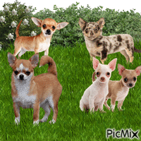 Chihuahuas анимированный гифка