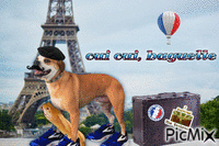 Dog Sneakers in France - GIF animé gratuit