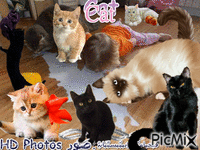 cat - Безплатен анимиран GIF