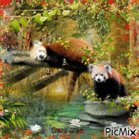 Nature image with red panda animált GIF
