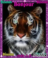 bonjour tigre κινούμενο GIF
