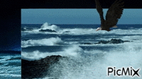 mare - Ilmainen animoitu GIF