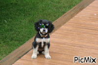 le petit chien - Безплатен анимиран GIF
